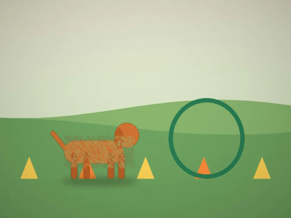 Chien roux pendant une séance d'éducation, plots et cerceau dans l'herbe