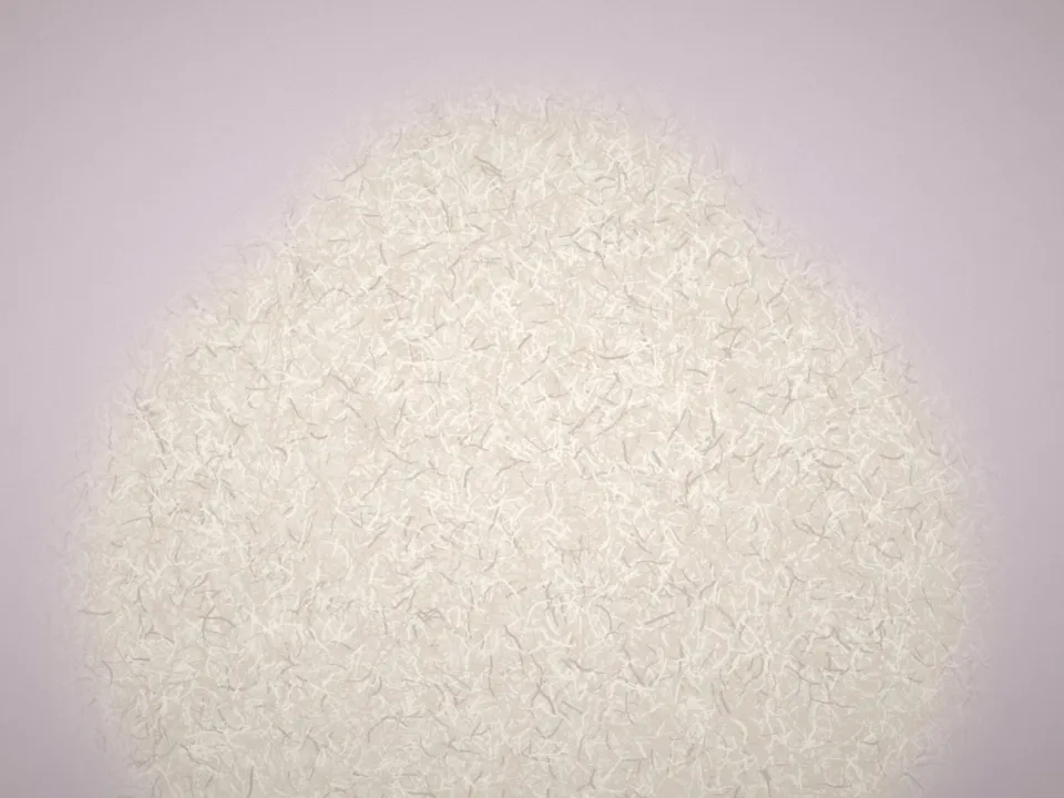 Avant : Plume, bichon : de la boule de nœuds à la coupe d'été