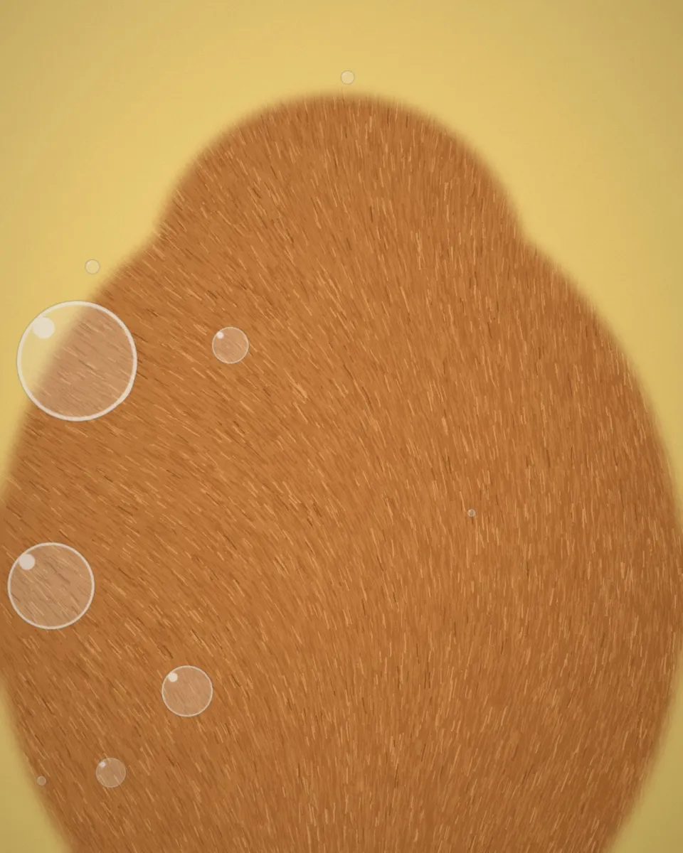 Pelage caramel brossé de près, dans la lumière du salon