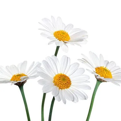 Bouquet champêtre de saison aux tons jaunes et blancs