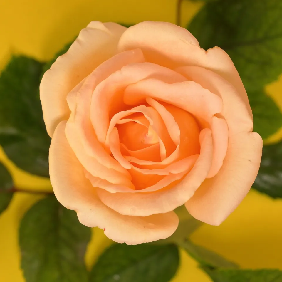 Bouquet solaire orange et jaune
