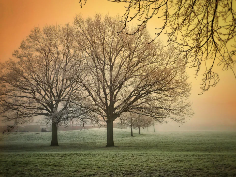 Arbre sans feuilles dans un jardin d'hiver au repos