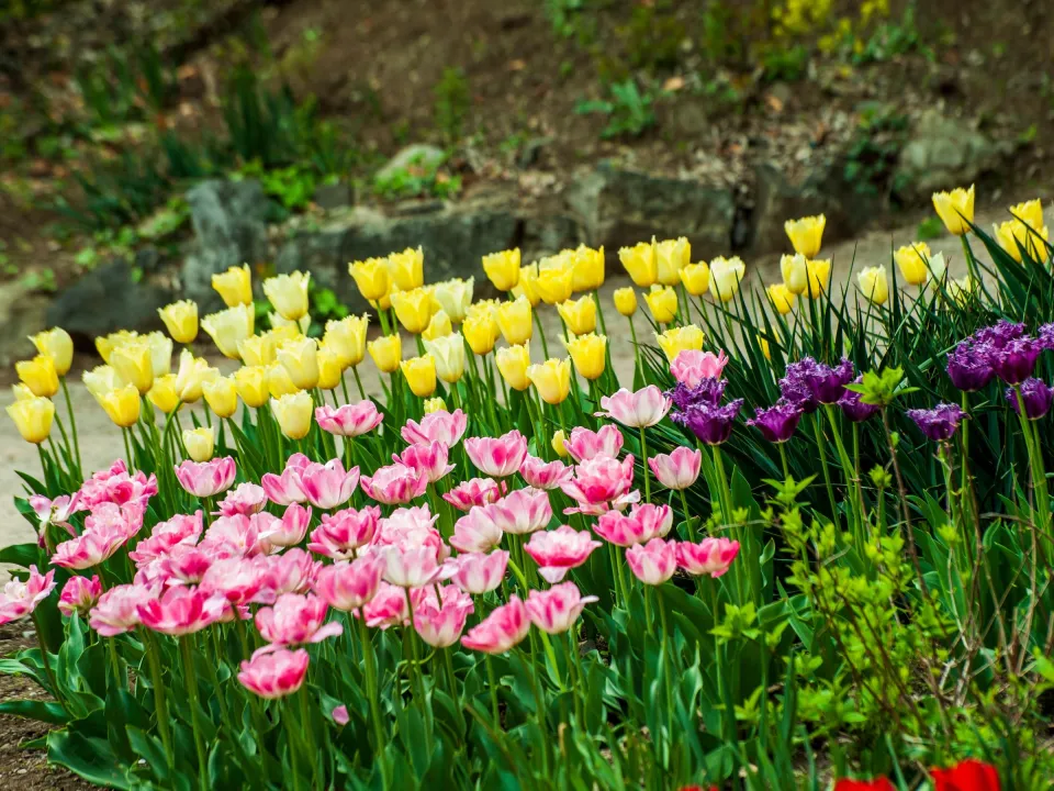 Massif fleuri au printemps, jeunes pousses et fleurs claires
