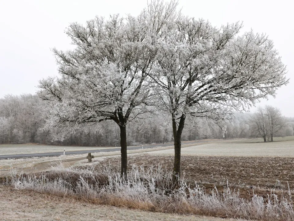 Arbre aux feuilles dorées et pelouse en automne