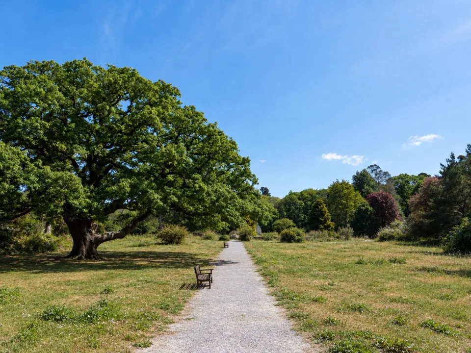 Avant : Un jardin en friche retrouve son allée
