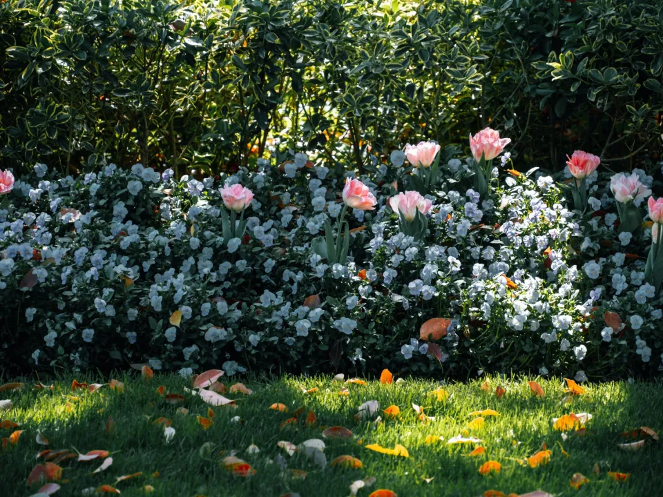 Massif de vivaces planté en bordure de pelouse